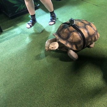 Austin Aquarium - A tortoise with a go pro on his back roaming about the aquarium - Aquariums Near Me - Austin, Texas