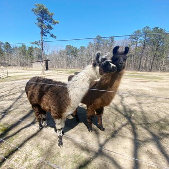 Long Island Yarn & Farm - Knitting Supplies Near Me - Yaphank, New York Long Island Yarn & Farm - Knitting Supplies Near Me - Yaphank, New York