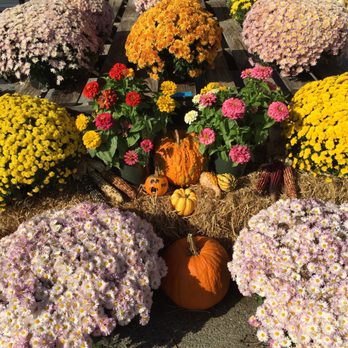 Monk's Market - Fall mums - Farmers Market Near Me - Huntsville, Alabama Monk's Market - Fall mums - Farmers Market Near Me - Huntsville, Alabama
