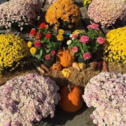 Monk's Market - Fall mums