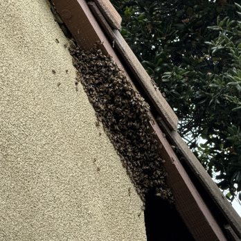 Bee Removal - A big cluster of bees settled inside and outside of the stucco beneath the roofline of my house on April 26th 2026 found. - Pest Control Near Me