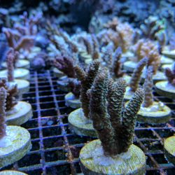 Oceanlife Aquariums