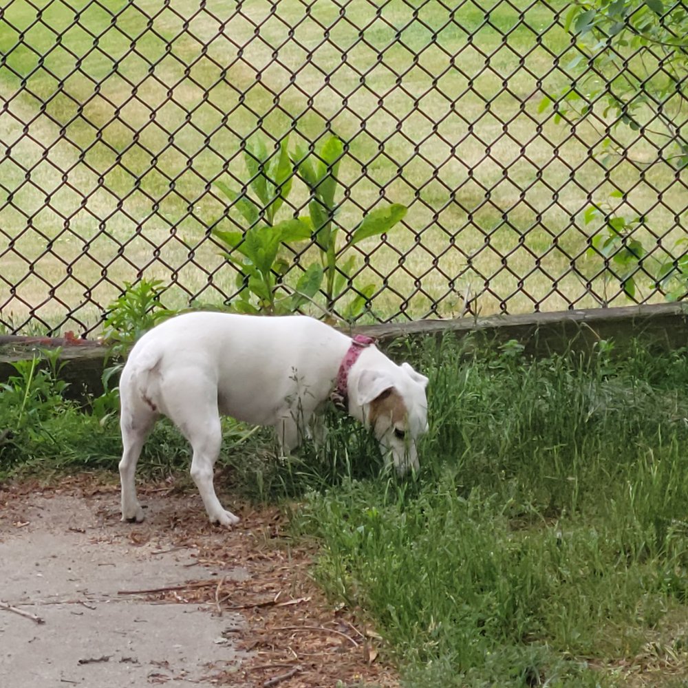 The Pup Park on Chelsea - Wishing other dogs would come and play... - Pet Services Near Me - Everett, Massachusetts The Pup Park on Chelsea - Wishing other dogs would come and play... - Pet Services Near Me - Everett, Massachusetts