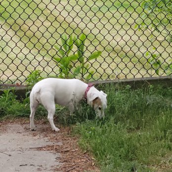 The Pup Park on Chelsea - Wishing other dogs would come and play... - Pet Services Near Me - Everett, Massachusetts The Pup Park on Chelsea - Wishing other dogs would come and play... - Pet Services Near Me - Everett, Massachusetts
