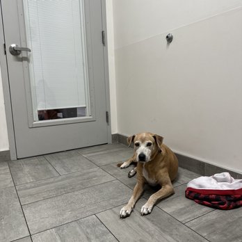 Veterinary Emergency Group - Emergency Pet Hospital Near Me - Carle Place, New York Veterinary Emergency Group - Emergency Pet Hospital Near Me - Carle Place, New York