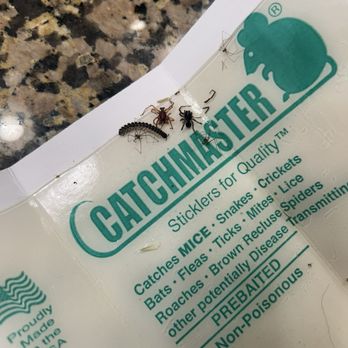 Del Mar Apartments - Bugs in trap - Apartments Near Me - Rancho Cucamonga, California Del Mar Apartments - Bugs in trap - Apartments Near Me - Rancho Cucamonga, California
