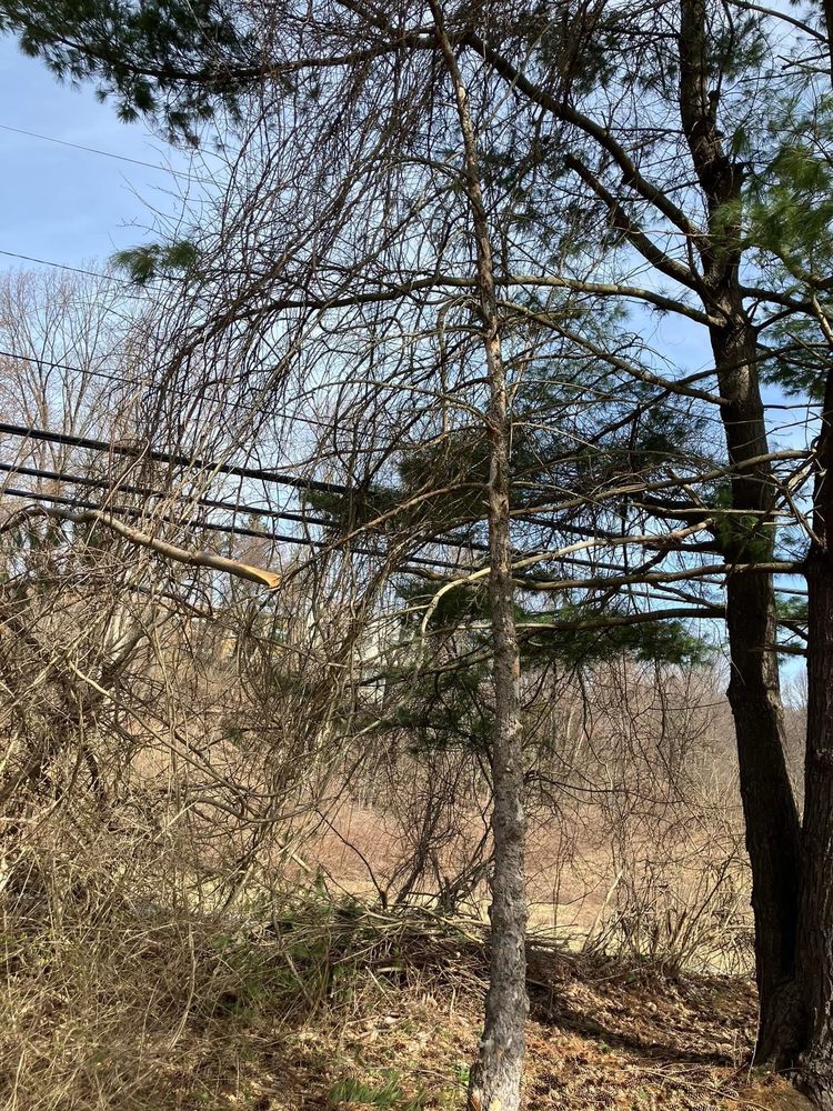 Young & Son's Tree Care & General Contracting - tree service in Hoosick Falls, NY