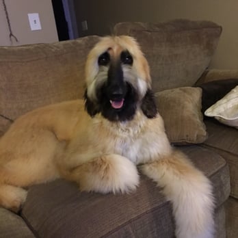 Bow Wow Groomers - She finally gets to be on the couch - Pet Groomers Near Me - Cypress, California