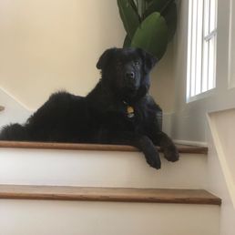 Grizzly, my rescue pound puppy. The black tongue he has gave me some hints and it was incredibly fun to do a DNA test on him. 60% Chow