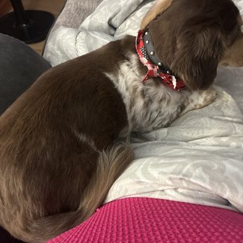 Koniak's Professional Animal Grooming - Meet Bandit. - Pet Groomers Near Me - Gillespie, Illinois