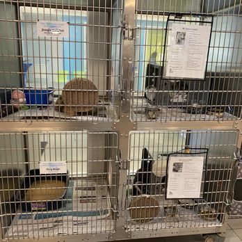 Halifax Humane Society - Cat room - Animal Shelters Near Me - Daytona Beach, Florida Halifax Humane Society - Cat room - Animal Shelters Near Me - Daytona Beach, Florida
