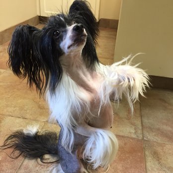Taylor Animal Hospital - Veterinarians Near Me - Taylor, Texas Taylor Animal Hospital - Veterinarians Near Me - Taylor, Texas