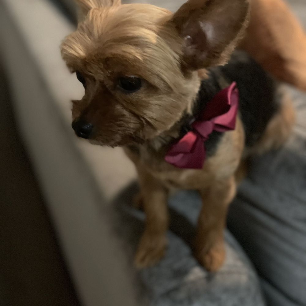 Eco Paw Spa - After!!! - Pet Groomers Near Me Eco Paw Spa - After!!! - Pet Groomers Near Me