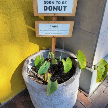 Holey Grail Donuts - Donuts Near Me - Long Beach, California Holey Grail Donuts - Donuts Near Me - Long Beach, California