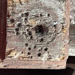 Capitol Management Corporation - Termite infestation.