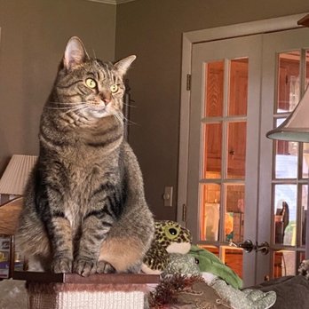 Foltz Jeffrey W - Ziggy - Veterinarians Near Me - Dover, Ohio