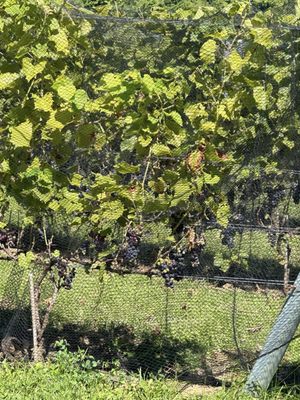 Ste-Pétronille - Winery & Cidery by null