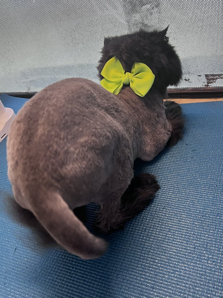 SNAZZY SNIPPINGS Updated October 2024 1825 E Nettleton, Jonesboro