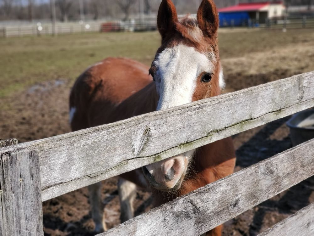 Saved by Grace Ranch - equestrian in Dayton, OH