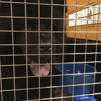 Premier Pet Relocation - "Souki"  San Francisco to New York. - Pet Transportation Near Me