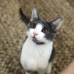 K-9 & Katnip Pet Services - Aww...kittens. Yes we love them too!