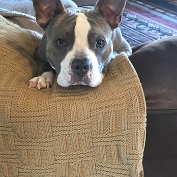 Poverty's Pets - Community Service/Non-Profit Near Me - Phoenix, Arizona