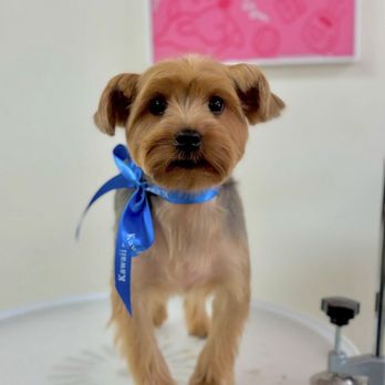 Kawaii Pet Salon - Pet Groomers Near Me - Irvine, California Kawaii Pet Salon - Pet Groomers Near Me - Irvine, California