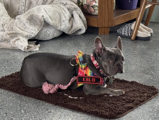 Manners For Your Mutts