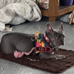 Manners For Your Mutts - Lilo