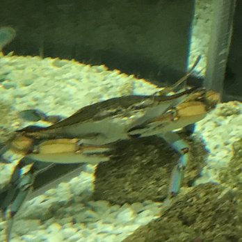 Welaka National Fish Hatchery - Blue legged Crab - Aquariums Near Me - Welaka, Florida Welaka National Fish Hatchery - Blue legged Crab - Aquariums Near Me - Welaka, Florida
