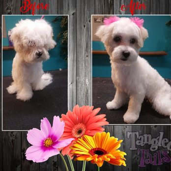 Tangled Tails - Pet Groomers Near Me - Altoona, Iowa Tangled Tails - Pet Groomers Near Me - Altoona, Iowa