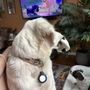 Carrita Canine Feline Fine