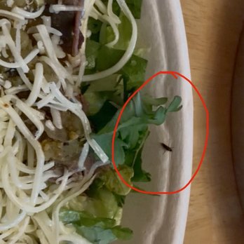Chipotle Mexican Grill - Insect in my food - Fast Food Near Me - Sedalia, Missouri Chipotle Mexican Grill - Insect in my food - Fast Food Near Me - Sedalia, Missouri
