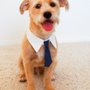 Photo of Bark Avenue Grooming