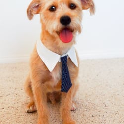 Bark Avenue Grooming - Einstein after haircut number 2 with Griselda!
