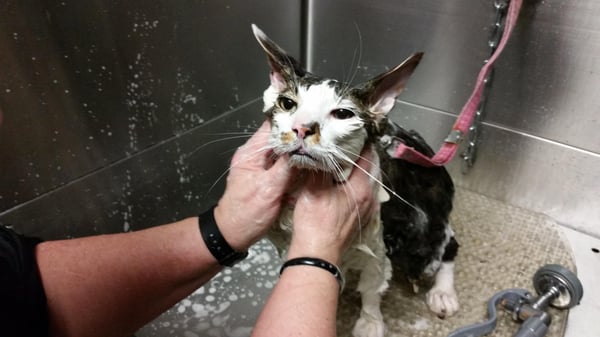 twickenton dog & cat grooming