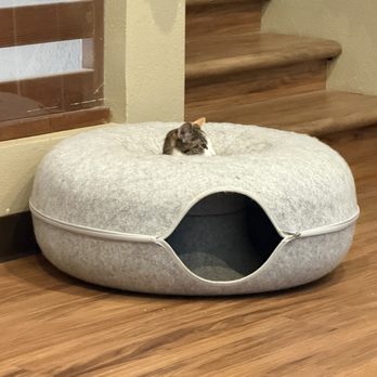 El Jefe Cat Lounge - Pet Adoption Near Me - Tucson, Arizona