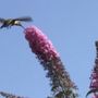 Photo of Hummingbird Home Services