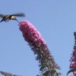 Hummingbird Home Services - A hummingbird and a bumble bee coming in hot for the delicious lilac tree nectar.
