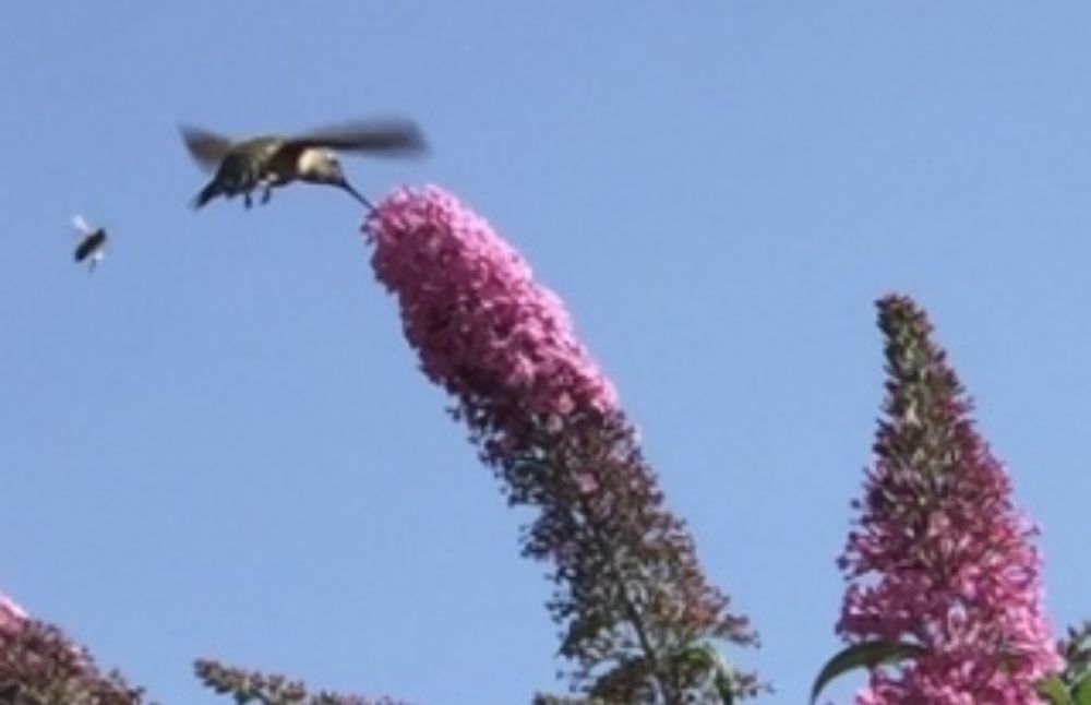 HUMMINGBIRD HOME SERVICES Updated September 2024 17 Reviews