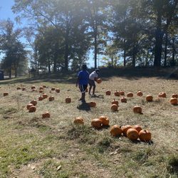 Helena Hollow - Pumpkin patch.