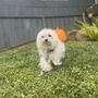 Photo of Pet Sitter ASAP