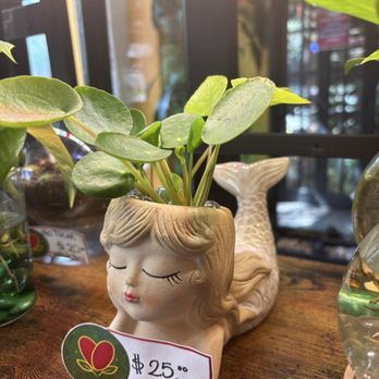 Hot Jalapeño - They offer beautiful plants for sale (cash only) - Mexican Near Me - New York, New York Hot Jalapeño - They offer beautiful plants for sale (cash only) - Mexican Near Me - New York, New York