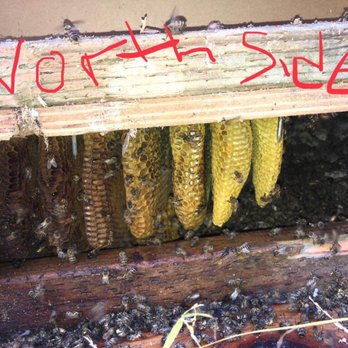 AA-Beekeeper - Pest Control Near Me AA-Beekeeper - Pest Control Near Me