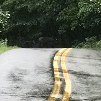 Hatfield McCoy Trails - Bears! - Hiking Near Me - Lyburn, West Virginia
