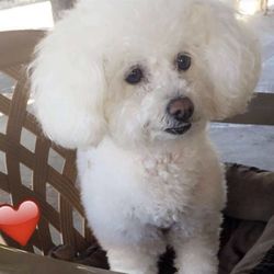 Mickee's Pet Grooming - Our Angel after grooming