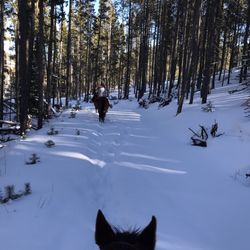 Beaver Meadows Stables