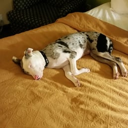 Karma was happy with the bed. Karma was happy with the bed.