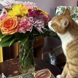 Frank Gallo Florist - Cat approved !
