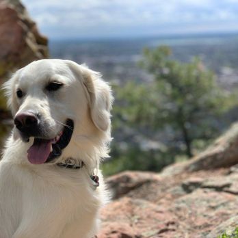 Dream Dog K9 Academy - Pet Training Near Me Dream Dog K9 Academy - Pet Training Near Me